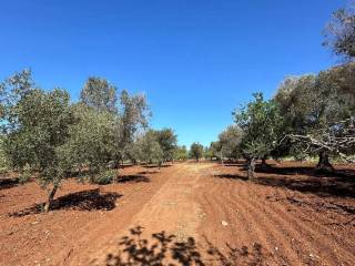 Terreno agricolo in vendita a san vito dei normanni strada principale 30 s.n.c.