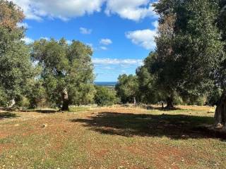 Terreno agricolo in vendita a carovigno strada provinciale 34 s.n.c.