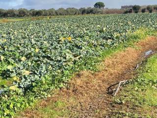 Terreno agricolo in vendita a mondragone sc del ciaurro s.n.c.