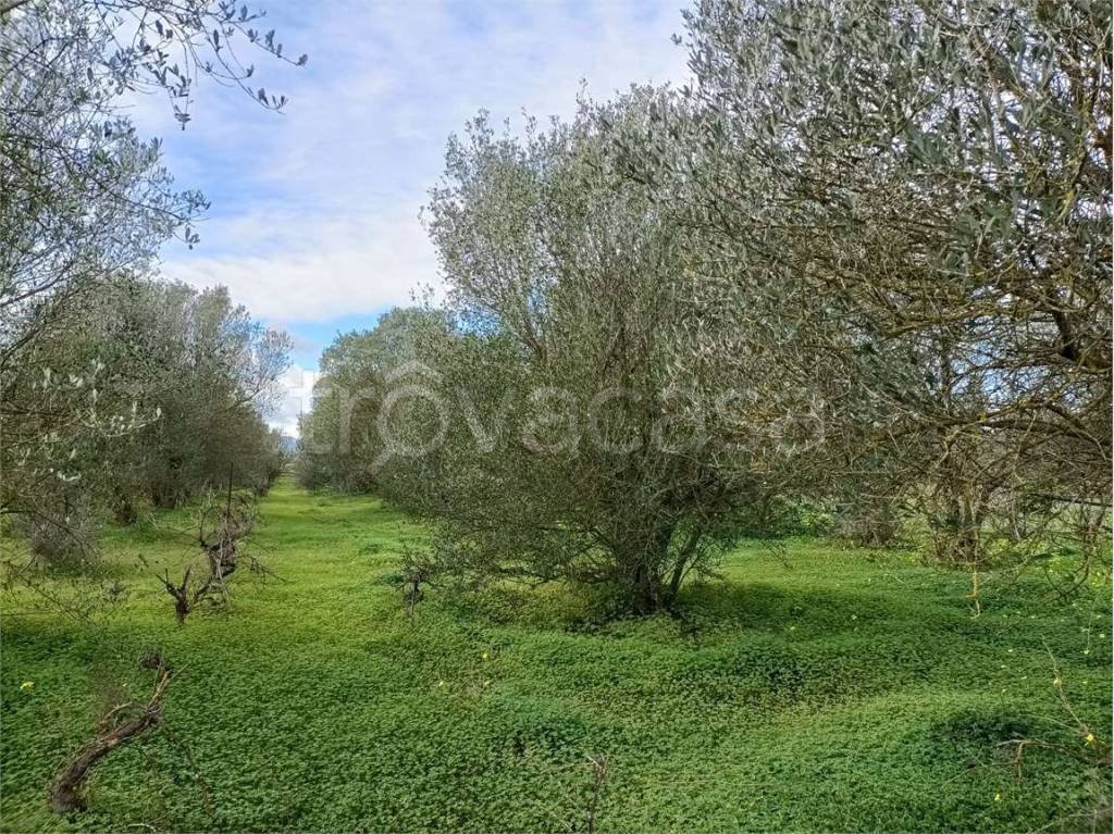 immagine annuncio 2 di 8