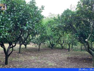 Terreno agricolo in vendita a maratea 