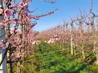 Terreno agricolo in vendita a san cesareo via degli olmi