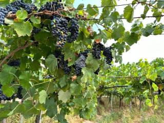 Terreno agricolo in vendita a cerignola contrada pignatella