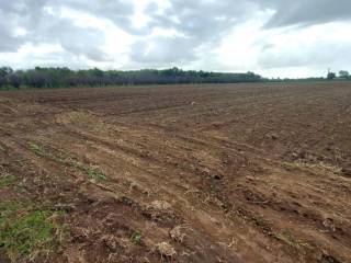 Terreno agricolo all'asta a giugliano in campania località san giuseppiello