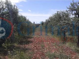 Terreno agricolo in vendita a sannicola contrada scali, snc