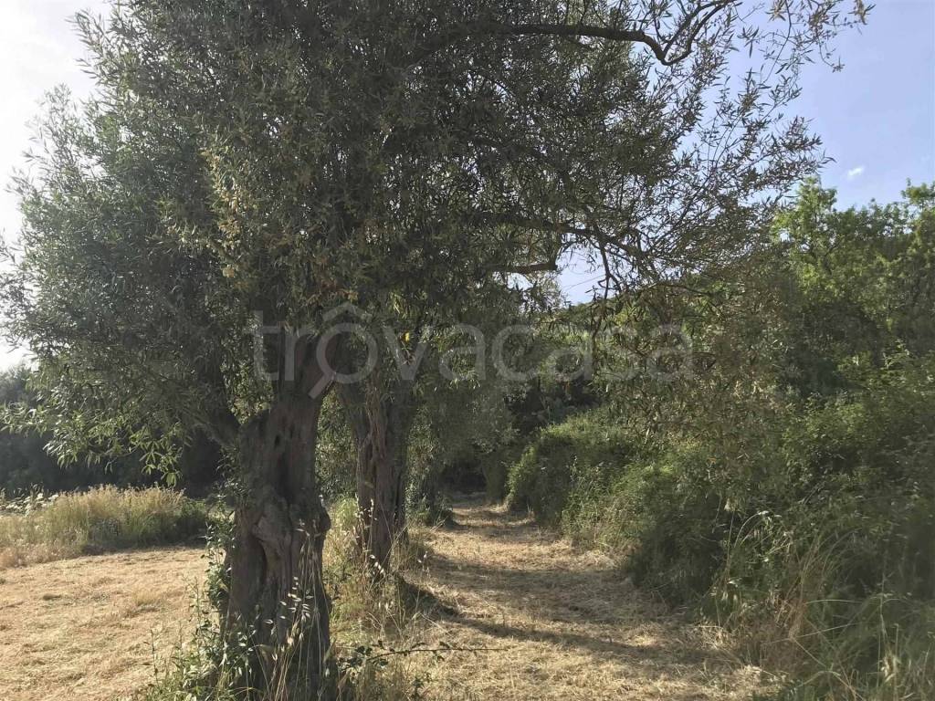 immagine annuncio 2 di 9
