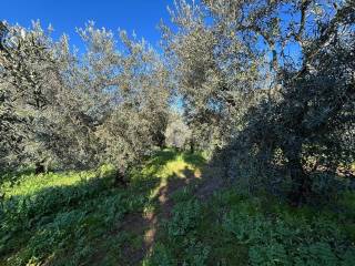 Terreno commerciale in vendita a cori agricolo via capo le mole