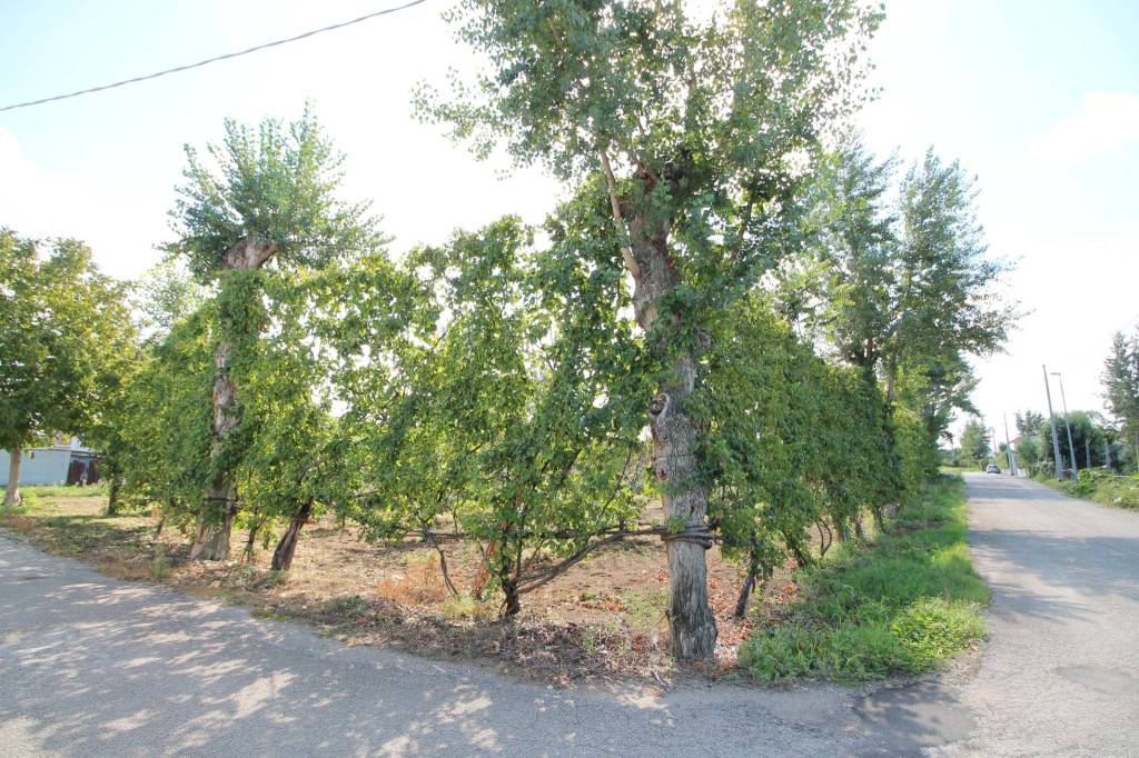 immagine annuncio 2 di 6