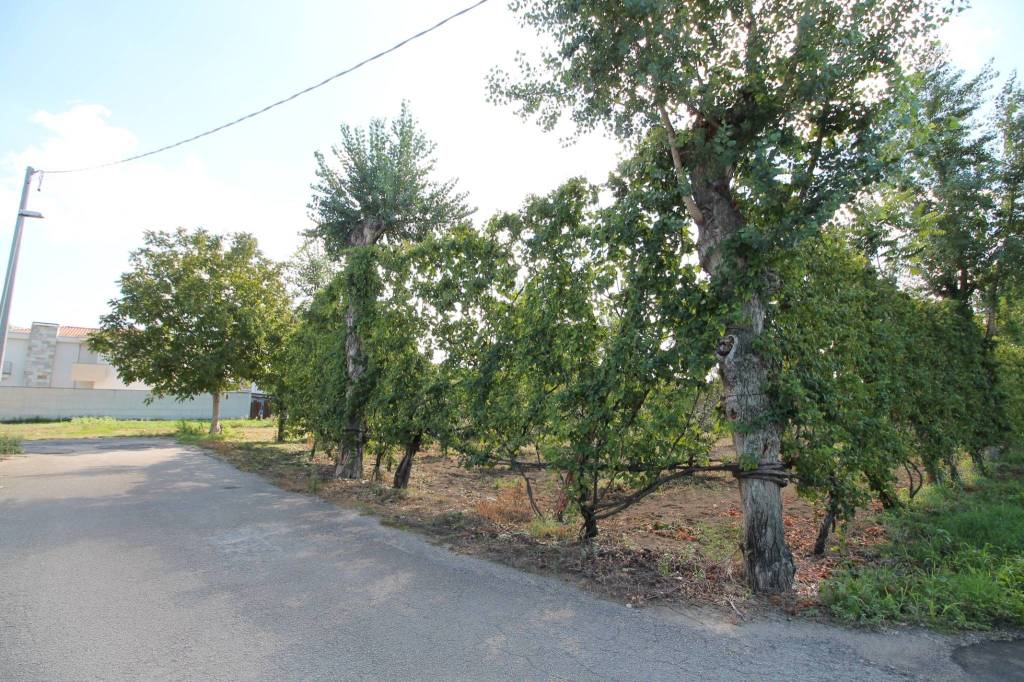 immagine annuncio 3 di 6