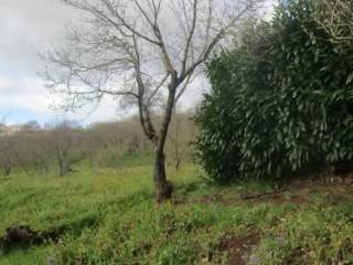 Terreno agricolo all'asta a san cipriano picentino via potenza