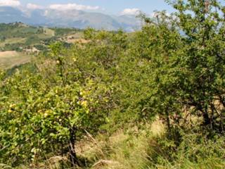 Terreno agricolo all'asta a venarotta strada provinciale venarottese