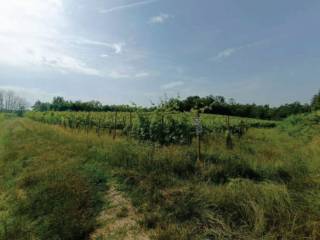 Terreno agricolo all'asta a sizzano via carrale di sotto