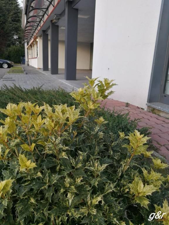immagine annuncio 3 di 8