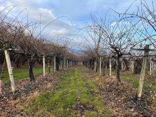 Terreno agricolo in vendita a bibiana via famolasco