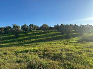 Terreno agricolo in vendita a caraffa di catanzaro viale principessa, 55