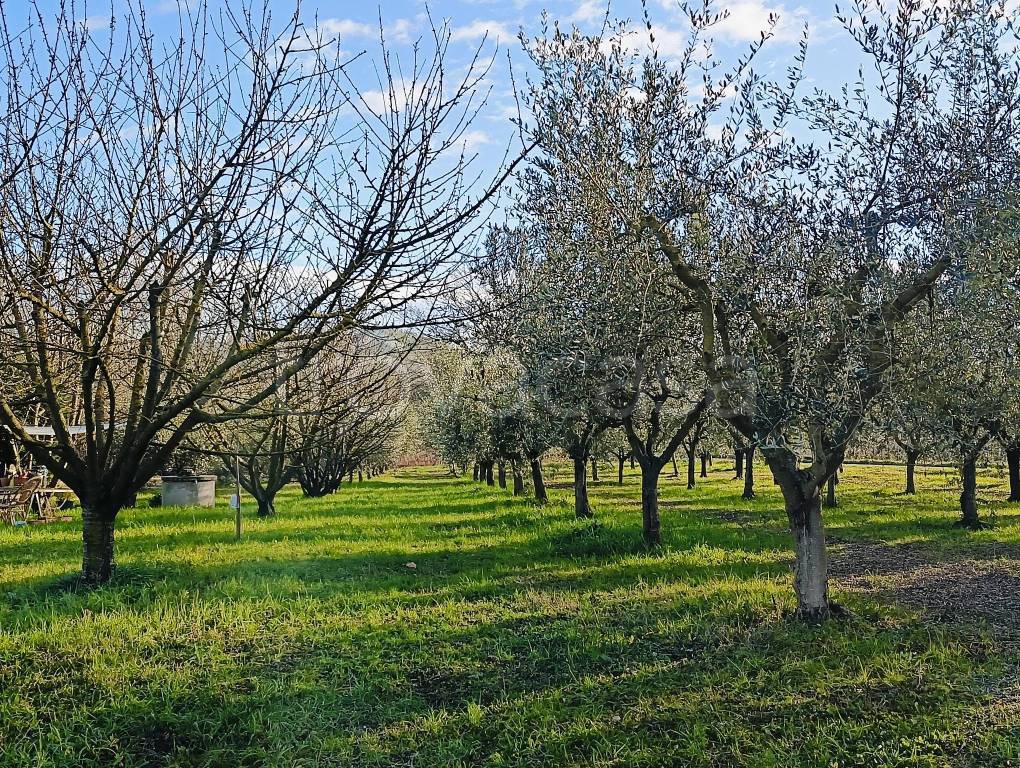 immagine annuncio 3 di 11