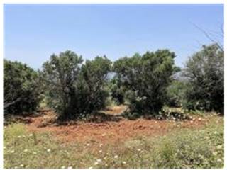 Terreno agricolo all'asta a castrovillari contrada campolescia