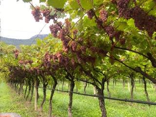 Terreno agricolo in vendita a dro 