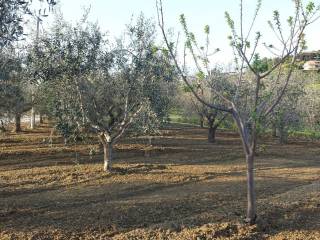 Terreno agricolo in vendita a monteprandone contrada bora ragnola