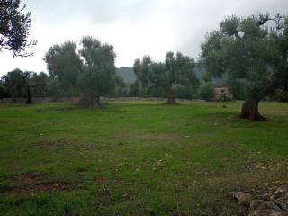 Terreno residenziale in vendita a fasano contrada monte pizzuto