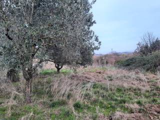 Terreno agricolo in vendita a castelnuovo di porto via campagnanese, 34