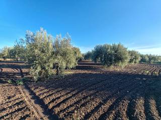 Terreno agricolo in vendita a belpasso contrada vasadonna