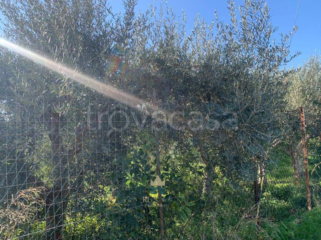 immagine annuncio 12 di 13
