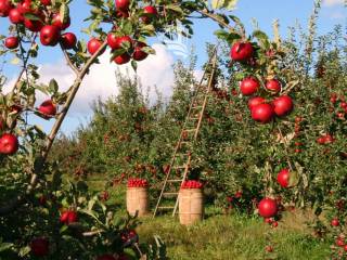 Terreno agricolo in vendita a ora 