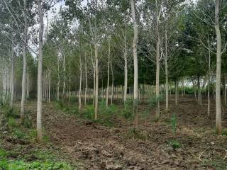 Terreno agricolo in vendita a occhiobello via chiavica