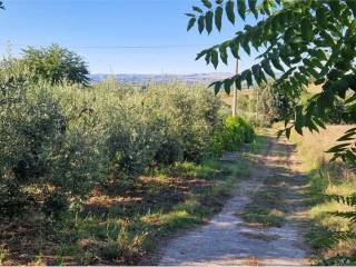 Terreno agricolo in vendita a calvi via capozzi