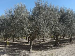 Terreno agricolo all'asta a chiaramonte gulfi contrada fegotto