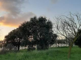 Terreno agricolo in vendita ad aprilia via pantanelle