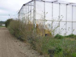 Terreno agricolo all'asta a policoro via alessandro volta