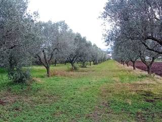 Terreno agricolo in vendita a pizzo zona industriale maierato s.n.c.