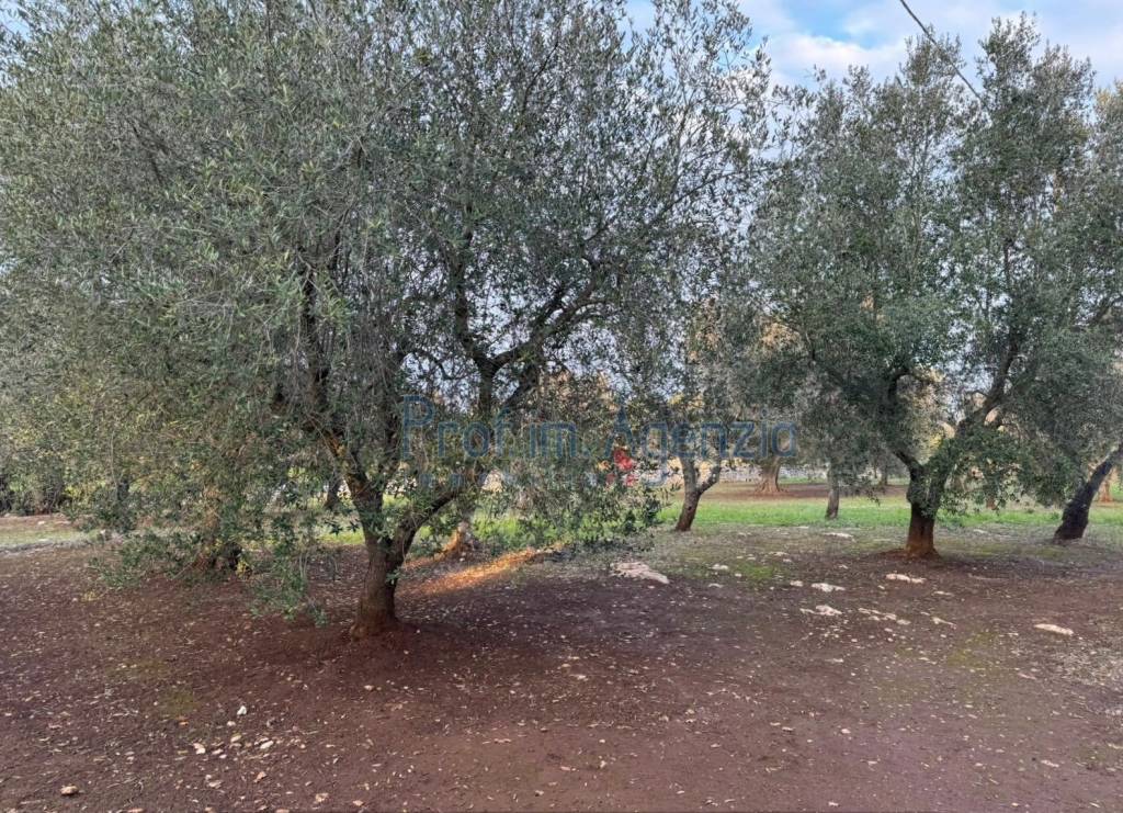 immagine annuncio 2 di 8
