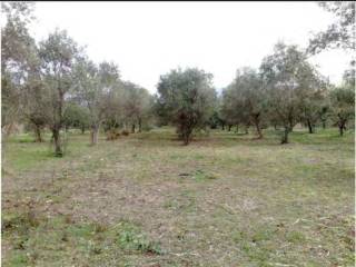 Terreno agricolo all'asta a carrara zona la costaccia