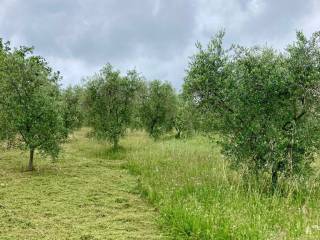 Terreno agricolo in vendita a ischitella via salvo d'acquisto, 3