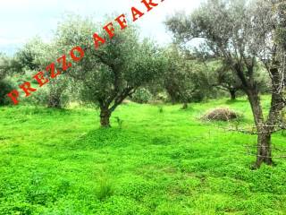 Terreno agricolo in vendita a rodì milici 