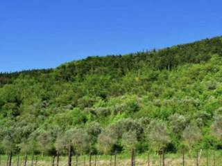 Terreno agricolo all'asta a tregnago tregnago