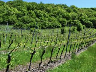 Terreno agricolo all'asta a cazzano di tramigna cazzano di tramigna