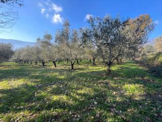 Terreno agricolo in vendita a formicola via maiorano, 96