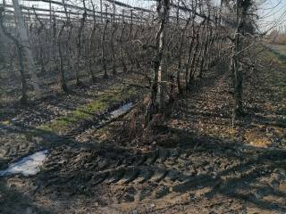 Terreno agricolo in vendita a zevio via speranza