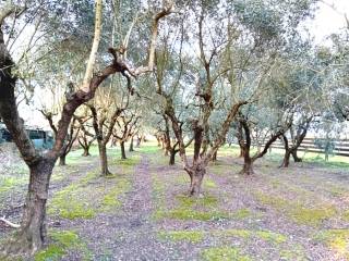 Terreno agricolo in vendita a pontedera via del popolo