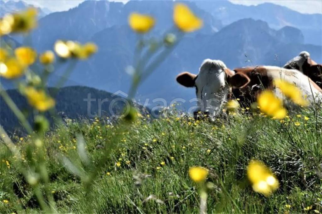 immagine annuncio 5 di 6