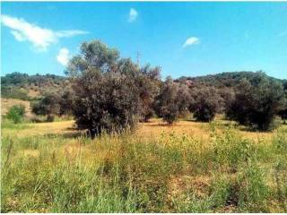 Terreno agricolo in vendita a rende 