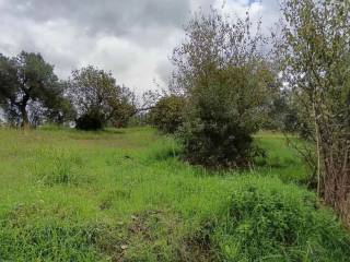 Terreno agricolo in vendita a cosenza 