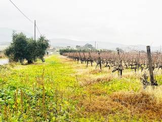 Terreno agricolo all'asta a castiglione della pescaia località ponti di badia