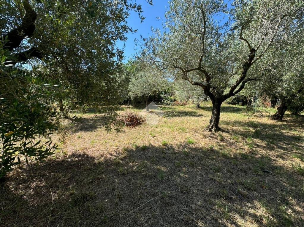 immagine annuncio 3 di 9