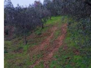 Terreno agricolo all'asta ad acri frazione foresta