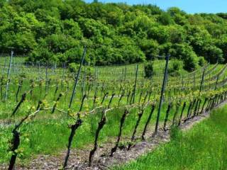 Terreno agricolo all'asta a cazzano di tramigna frazione di campiano